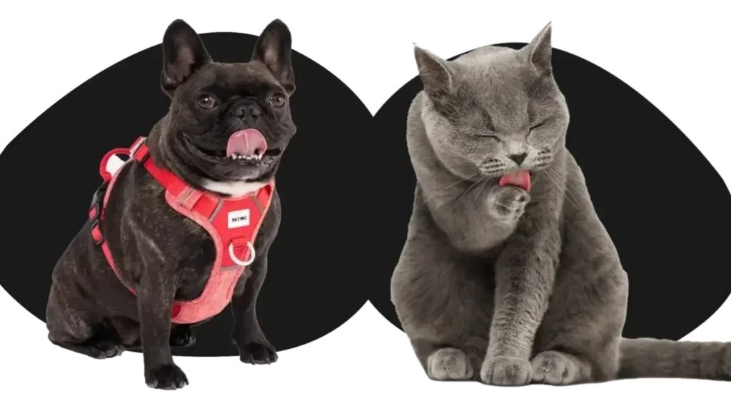 Pet accessory online sales Australia for fast delivery.